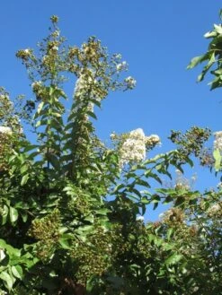 Lagerstroemia Halfstam (Lagerstroemia Indica 'Burgundy Cotton') -Directplant Winkel img 4003