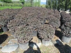 Loropetalum Als Bolvorm (Loropetalum 'Fire Dance') -Directplant Winkel img 4054