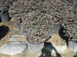 Loropetalum Als Bolvorm (Loropetalum 'Fire Dance') -Directplant Winkel img 4055