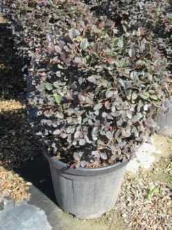 Loropetalum Als Bolvorm (Loropetalum 'Fire Dance') -Directplant Winkel img 4056