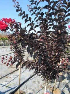 Lagerstroemia Als Halfstam (Lagerstroemia 'Black Diamond Best Red') -Directplant Winkel img 4242