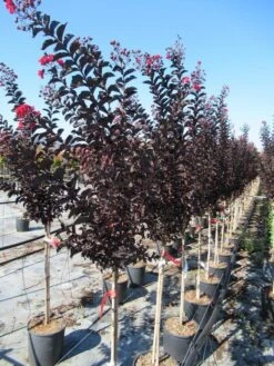 Lagerstroemia Als Halfstam (Lagerstroemia 'Black Diamond Best Red') -Directplant Winkel img 4245
