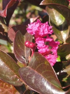 Lagerstroemia Als Halfstam (Lagerstroemia Indica 'Berry Dazzle') 9 Lagerstroemia Als Halfstam (Lagerstroemia Indica 'Berry Dazzle') -Directplant Winkel img 4248