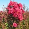 Rode Lagerstroemia Als Boom (Lagerstroemia Indica) -Directplant Winkel img 4257