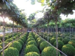 Kiwiplant Als Dakboom (Actinidia Chinensis) -Directplant Winkel img 4340