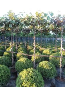 Kiwiplant Als Dakboom (Actinidia Chinensis) -Directplant Winkel img 4341