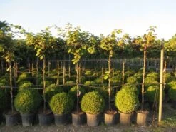 Kiwiplant Als Dakboom (Actinidia Chinensis) -Directplant Winkel img 4342