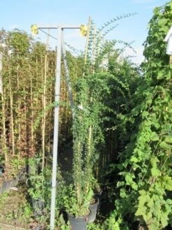 Jasmijn (Jasminum Officinale) -Directplant Winkel jasminum officinale 175 200