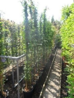 Jasmijn (Jasminum Officinale) -Directplant Winkel jasminum officinale 175 200 c10 1