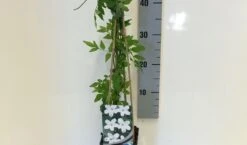 Jasmijn (Jasminum Officinale) -Directplant Winkel jasminum officinalis 50 60 c2 1 1