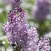 Sering (Syringa Villosae 'Minuet') -Directplant Winkel jope03876