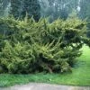 Jeneverbes (Juniperus Chinensis 'Plumosa Aurea') -Directplant Winkel jucpaure 1