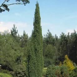 Jeneverbes (Juniperus Communis 'Suecica') -Directplant Winkel jucsueci 6
