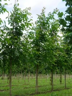 Grote Walnoot (Juglans Regia) -Directplant Winkel juglans regia s 18 20 1