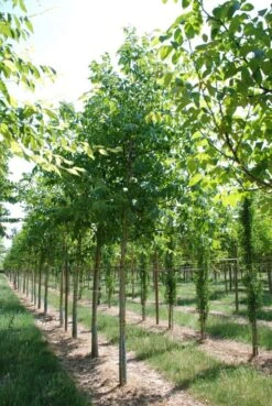 Grote Walnoot (Juglans Regia) -Directplant Winkel juglans regia s 20 25 1