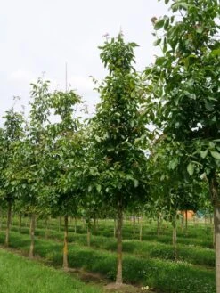 Grote Walnoot (Juglans Regia) -Directplant Winkel juglans regia s 25 30 1