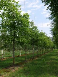 Grote Walnoot (Juglans Regia) -Directplant Winkel juglans regia s 30 35 1