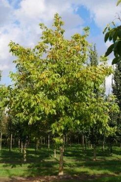 Grote Walnoot (Juglans Regia) -Directplant Winkel juglans regia s 35 40 1