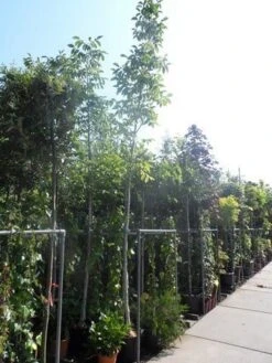Walnotenboom (Juglans Regia) -Directplant Winkel juglans regia 10 12 14ho cont