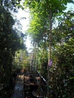 Walnotenboom (Juglans Regia) -Directplant Winkel juglans regia 12 14 16ho cont