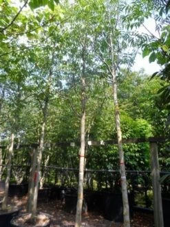 Walnotenboom (Juglans Regia) -Directplant Winkel juglans regia 20 25ho c160 extra