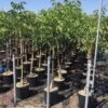 Walnoot (Juglans Regia 'Franquette') -Directplant Winkel juglans regia franquette 8 10 c18