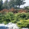 Jeneverbes (Juniperus Media 'Pfitzeriana Aurea') -Directplant Winkel jumpaure 4 1