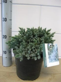 Jeneverbes (Juniperus Squamata 'Blue Star') -Directplant Winkel juniperus blue star c3 november 2