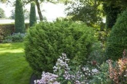 Jeneverbes (Juniperus Chinensis 'Blaauw') -Directplant Winkel juniperus chinensis blaauw