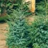 Jeneverbes (Juniperus Chinensis 'Blue Alps') -Directplant Winkel juniperus chinensis blue alps 1