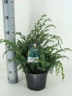 Jeneverbes (Juniperus Chinensis 'Blue Alps') -Directplant Winkel juniperus chinensis blue alps c3 m 1