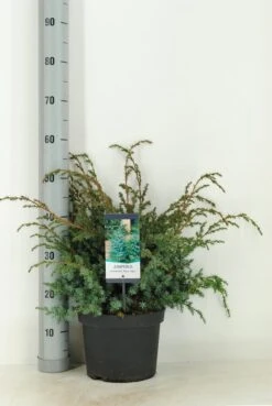 Jeneverbes (Juniperus Chinensis 'Blue Alps') -Directplant Winkel juniperus chinensis blue alps c5 m 1