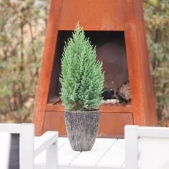 Jeneverbes (Juniperus Chinensis 'Stricta') -Directplant Winkel juniperus chinensis stricta 1