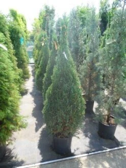 Jeneverbes (Juniperus Chinensis 'Stricta') -Directplant Winkel juniperus chinensis stricta 100 125 150