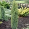 Jeneverbes (Juniperus Communis 'Arnold') -Directplant Winkel juniperus communis arnold