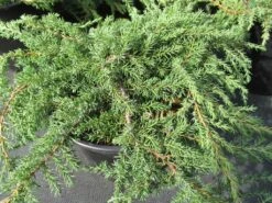 Jeneverbes (Juniperus Communis 'Green Carpet') -Directplant Winkel juniperus communis green carpet 1