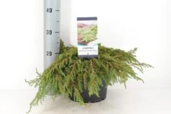 Jeneverbes (Juniperus Communis 'Green Carpet') -Directplant Winkel juniperus communis green carpet c5 m 1
