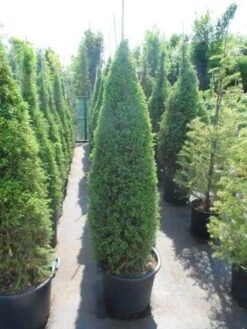Jeneverbes (Juniperus Communis 'Hibernica') -Directplant Winkel juniperus communis hibernica 150 175