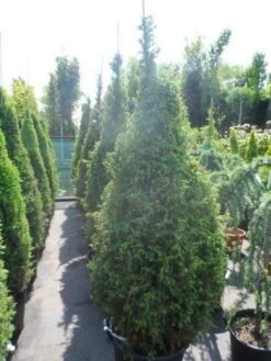 Jeneverbes (Juniperus Communis 'Hibernica') -Directplant Winkel juniperus communis hibernica 175 200