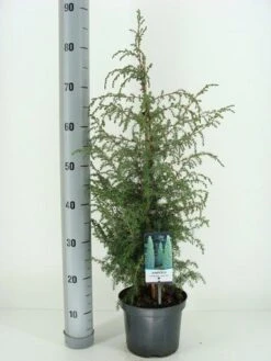 Jeneverbes (Juniperus Communis 'Suecica') -Directplant Winkel juniperus communis suecica c3 m
