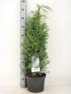 Jeneverbes (Juniperus Communis 'Suecica') -Directplant Winkel juniperus communis suecica c5 m