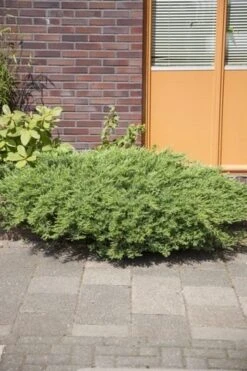 Kustjeneverbes (Juniperus Conferta 'Schlager' (Blue Pacific)) -Directplant Winkel juniperus conferta schlager