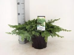 Kustjeneverbes (Juniperus Conferta 'Schlager' (Blue Pacific)) -Directplant Winkel juniperus conferta schlager c3 m