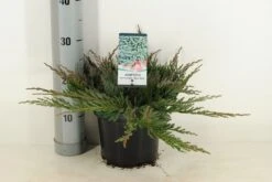 Jeneverbes (Juniperus Horizontalis 'Blue Chip') -Directplant Winkel juniperus hor. blue chip winter c3 m