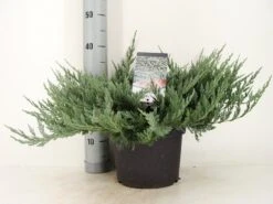 Jeneverbes (Juniperus Horizontalis 'Blue Chip') -Directplant Winkel juniperus hor. blue chip zomer c5 m