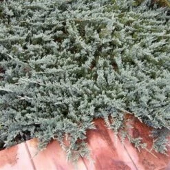 Jeneverbes (Juniperus Horizontalis 'Blue Chip') -Directplant Winkel juniperus horizontalis blue chip