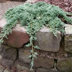 Jeneverbes (Juniperus Horizontalis 'Icee Blue') -Directplant Winkel juniperus horizontalis icee blue pbr
