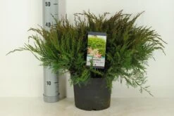 Jeneverbes (Juniperus Media 'Mint Julep') -Directplant Winkel juniperus pfit. mint julep winter c5 m 1