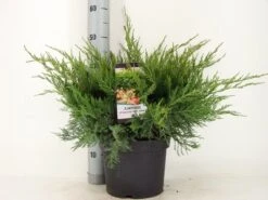Jeneverbes (Juniperus Media 'Mint Julep') -Directplant Winkel juniperus pfit. mint julep zomer c5 m 1
