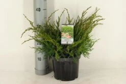 Jeneverbes (Juniperus Media 'Mint Julep') -Directplant Winkel juniperus pfitzeriana mint julep c3 m 1
